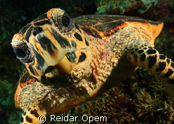 Hello, how are you? by Reidar Opem 